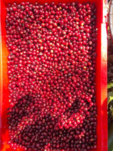 Load image into Gallery viewer, MAE HONG SON SPECIAL NATURAL LOT