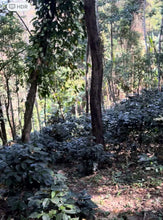 Load image into Gallery viewer, Mae Hong Son Typica Natural Cold Fermentation