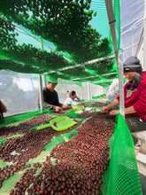 Load image into Gallery viewer, MAE HONG SON SPECIAL NATURAL LOT