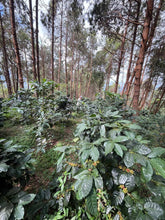 Load image into Gallery viewer, Mae Hong Son Typica Natural Cold Fermentation