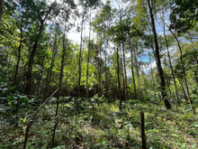 Load image into Gallery viewer, Mae Hong Son Typica Natural Cold Fermentation