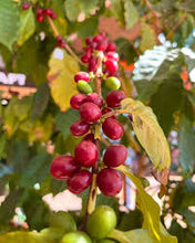 Load image into Gallery viewer, PERU HORSESBACK RIDGE ESTATE SL-09 WASHED
