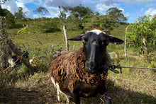 Load image into Gallery viewer, COLOMBIA LA MARIA CHIROSO WASHED