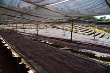 Load image into Gallery viewer, ETHIOPIA "HUKE PREMIUM" NATURAL SHADE DRIED
