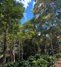 Load image into Gallery viewer, PANAMA FINCA CANDELA SL28 WASHED