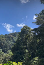 Load image into Gallery viewer, PANAMA FINCA CANDELA SL28 WASHED