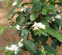 Load image into Gallery viewer, PANAMA FINCA CANDELA SL28 WASHED