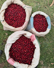 Load image into Gallery viewer, ETHIOPIA ALO MARS PROJECT CLASSIC WASHED DRIED UNDER SHADE