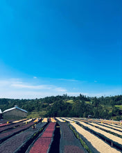 Load image into Gallery viewer, ETHIOPIA ALO MARS PROJECT CLASSIC WASHED DRIED UNDER SHADE