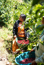 Load image into Gallery viewer, PANAMA AUROMAR GEISHA FIRESTONE WASHED