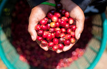 Load image into Gallery viewer, PANAMA AUROMAR GEISHA FIRESTONE WASHED