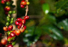 Load image into Gallery viewer, PANAMA AUROMAR GEISHA FIRESTONE WASHED