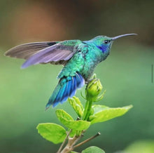 Load image into Gallery viewer, PANAMA FINCA LERIDA GEISHA NATURAL