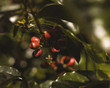 Load image into Gallery viewer, PANAMA FINCA LERIDA GEISHA NATURAL