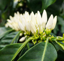 Load image into Gallery viewer, PANAMA FINCA LERIDA GEISHA NATURAL