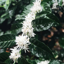 Load image into Gallery viewer, PANAMA FICS DEBORAH "ARIL" GREEN TIP GEISHA EXTENDED NATURAL CM WASH FINISH