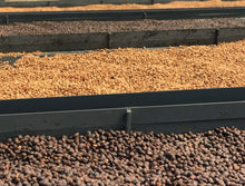 Load image into Gallery viewer, PANAMA FICS DEBORAH "ARIL" GREEN TIP GEISHA EXTENDED NATURAL CM WASH FINISH