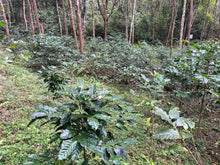 Load image into Gallery viewer, MAE HONG SON SPECIAL NATURAL LOT