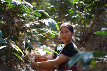 Load image into Gallery viewer, MAE HONG SON SPECIAL NATURAL LOT