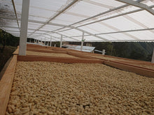 Load image into Gallery viewer, PERU NUEVA ALIANZA YELLOW GEISHA WASHED