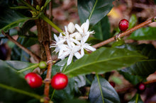 Load image into Gallery viewer, PANAMA FINCA DEBORAH " ECHO " GREEN TIP GEISHA WASHED CARBONIC MACERATION CASCARA INFUSED