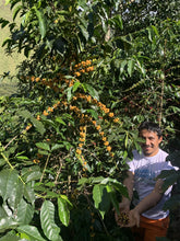 Load image into Gallery viewer, PERU NUEVA ALIANZA YELLOW GEISHA WASHED