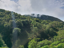 Load image into Gallery viewer, PANAMA FLYING PUMAS "HUMMINGBIRD" GEISHA GREEN TIP WASHED
