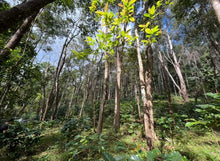 Load image into Gallery viewer, Mae Hong Son Typica Natural Cold Fermentation
