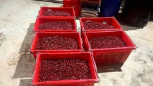 Load image into Gallery viewer, Mae Hong Son Typica Natural Cold Fermentation
