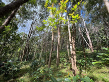 Load image into Gallery viewer, Mae Hong Son Typica Natural Cold Fermentation
