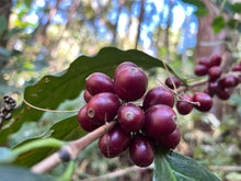 Load image into Gallery viewer, MAE HONG SON SPECIAL NATURAL LOT
