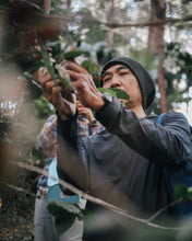 Load image into Gallery viewer, Mae Hong Son Typica Natural Cold Fermentation
