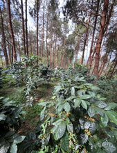 Load image into Gallery viewer, Mae Hong Son Typica Natural Cold Fermentation
