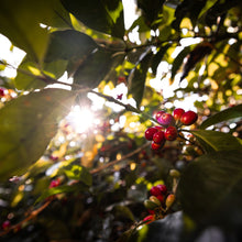 Load image into Gallery viewer, PANAMA HACIENDA LA ESMERALDA SPECIAL GEISHA MARIO ARRIBA 3FB LOW TEMPERATURE FERMENTATION
