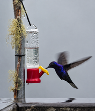 Load image into Gallery viewer, PANAMA FLYING PUMAS "HUMMINGBIRD" GEISHA GREEN TIP WASHED
