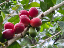 Load image into Gallery viewer, PANAMA FINCA CANDELA SL28 WASHED
