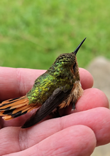 Load image into Gallery viewer, PANAMA FLYING PUMAS "HUMMINGBIRD" GEISHA GREEN TIP WASHED

