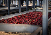 Load image into Gallery viewer, PANAMA ESMERALDA GEISHA NATURAL
