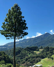 Load image into Gallery viewer, BEST OF PANAMA  2025 AUCTION Finca El Destino Geisha Natural GN-18
