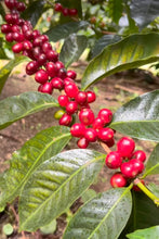 Load image into Gallery viewer, BEST OF PANAMA  2025 AUCTION Finca El Destino Geisha Natural GN-18
