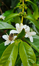 Load image into Gallery viewer, COSTA RICA "HACIENDA COPEY" GEISHA DARK ROOM FERMENTATION WASHED
