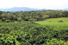 Load image into Gallery viewer, COLOMBIA EL BOMBO WASHED
