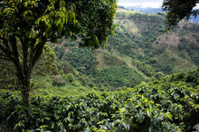 Load image into Gallery viewer, COLOMBIA LOMAVERDE CHIROSO WASH FERMENTATION
