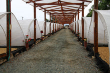 Load image into Gallery viewer, COLOMBIA LOMAVERDE CHIROSO WASH FERMENTATION
