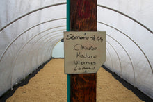 Load image into Gallery viewer, COLOMBIA LOMAVERDE CHIROSO WASH FERMENTATION
