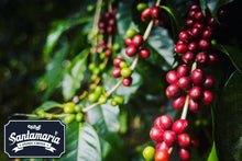Load image into Gallery viewer, PANAMA SANTAMARIA GEISHA NATURAL
