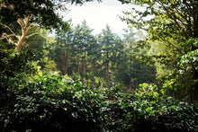 Load image into Gallery viewer, PANAMA SANTAMARIA GEISHA NATURAL
