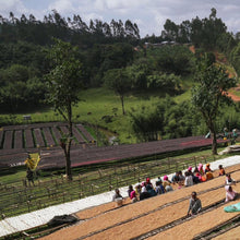 Load image into Gallery viewer, ETHIOPIA ALO GUTE VILLAGE 16 DAYS HONEY

