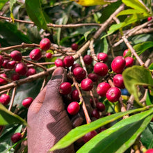Load image into Gallery viewer, ETHIOPIA ALO GUTE VILLAGE 16 DAYS HONEY
