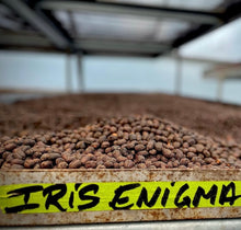 Load image into Gallery viewer, PANAMA IRIS ESTATE &quot; ENIGMA &quot; GREEN TIP GEISHA NATURAL CARBONIC MACERATION
